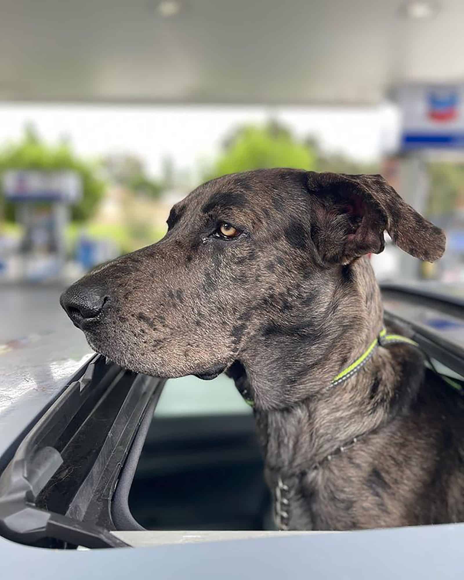 beautiful great dane german shepherd mix sitting in the car