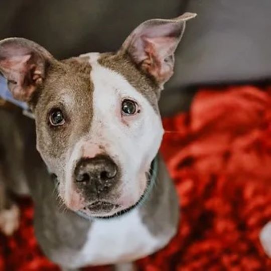 beautiful photo of brown and white pittie looking up