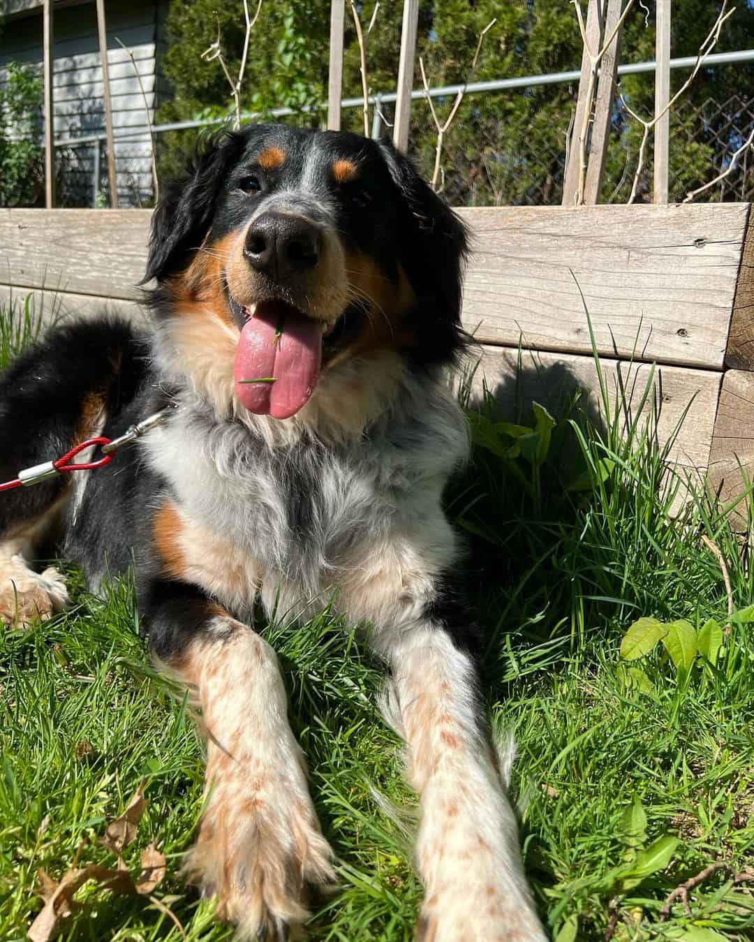 Bernese Cattle Dog