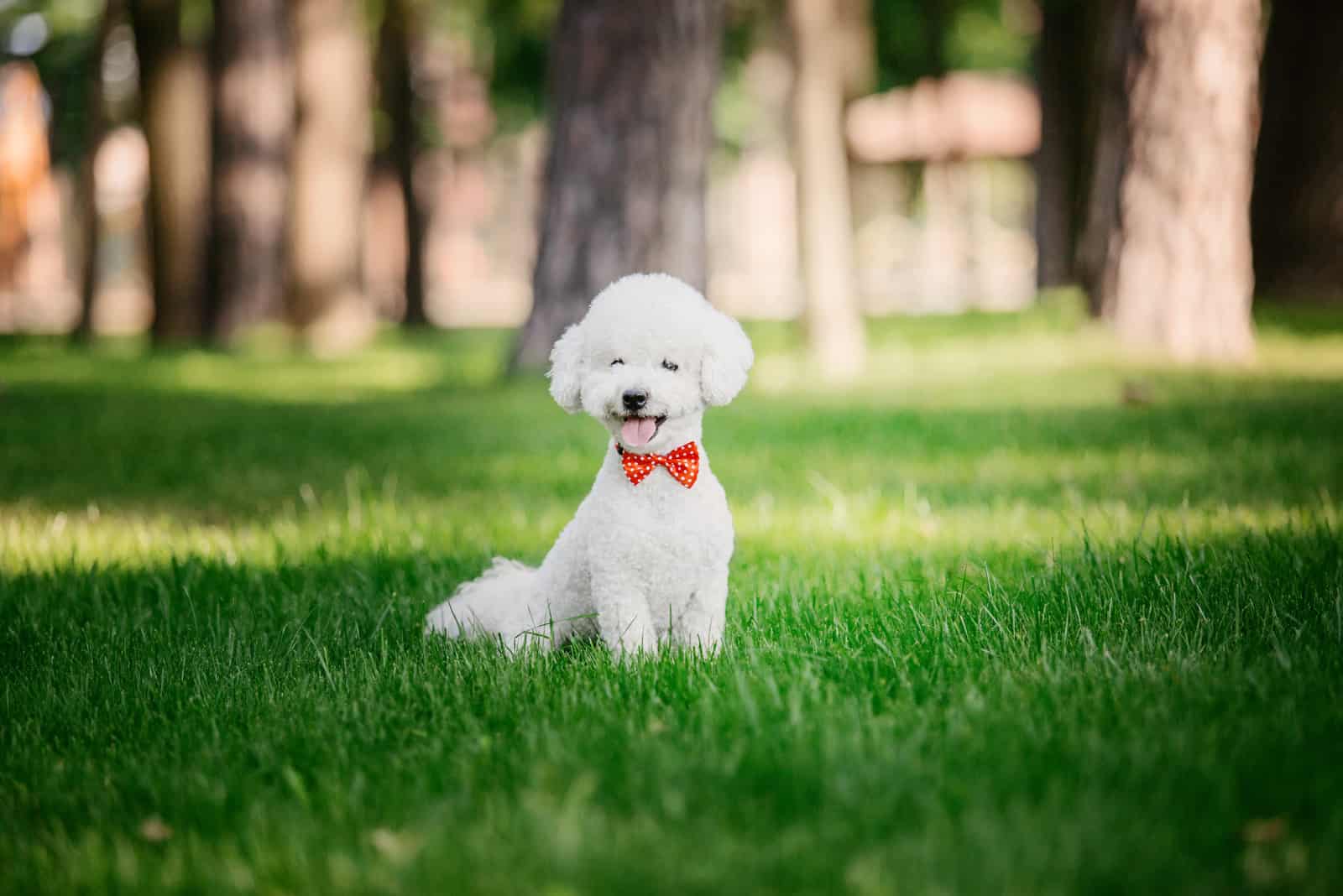 Bichon Frise sitting on grass