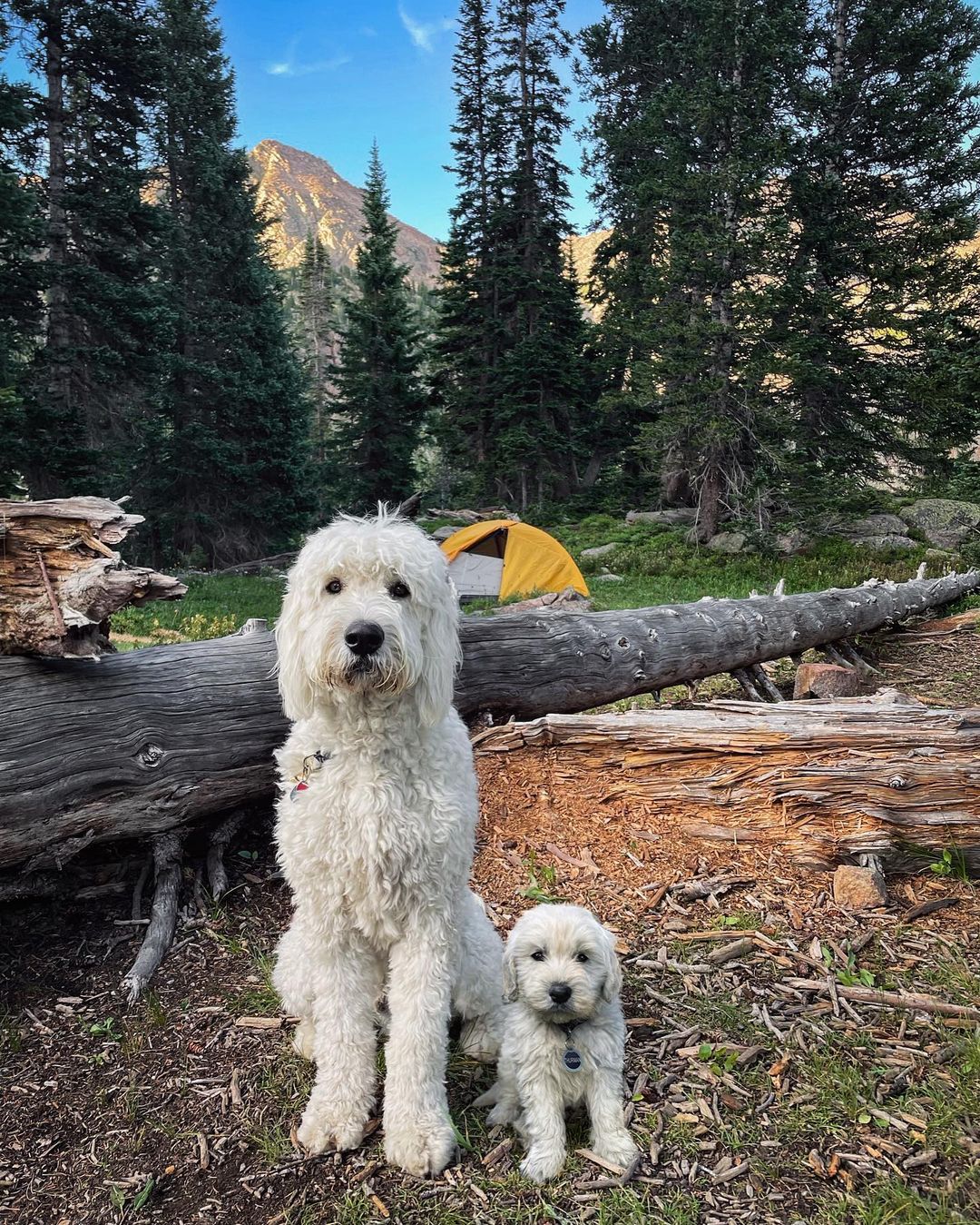 big dog and small dog in the wood