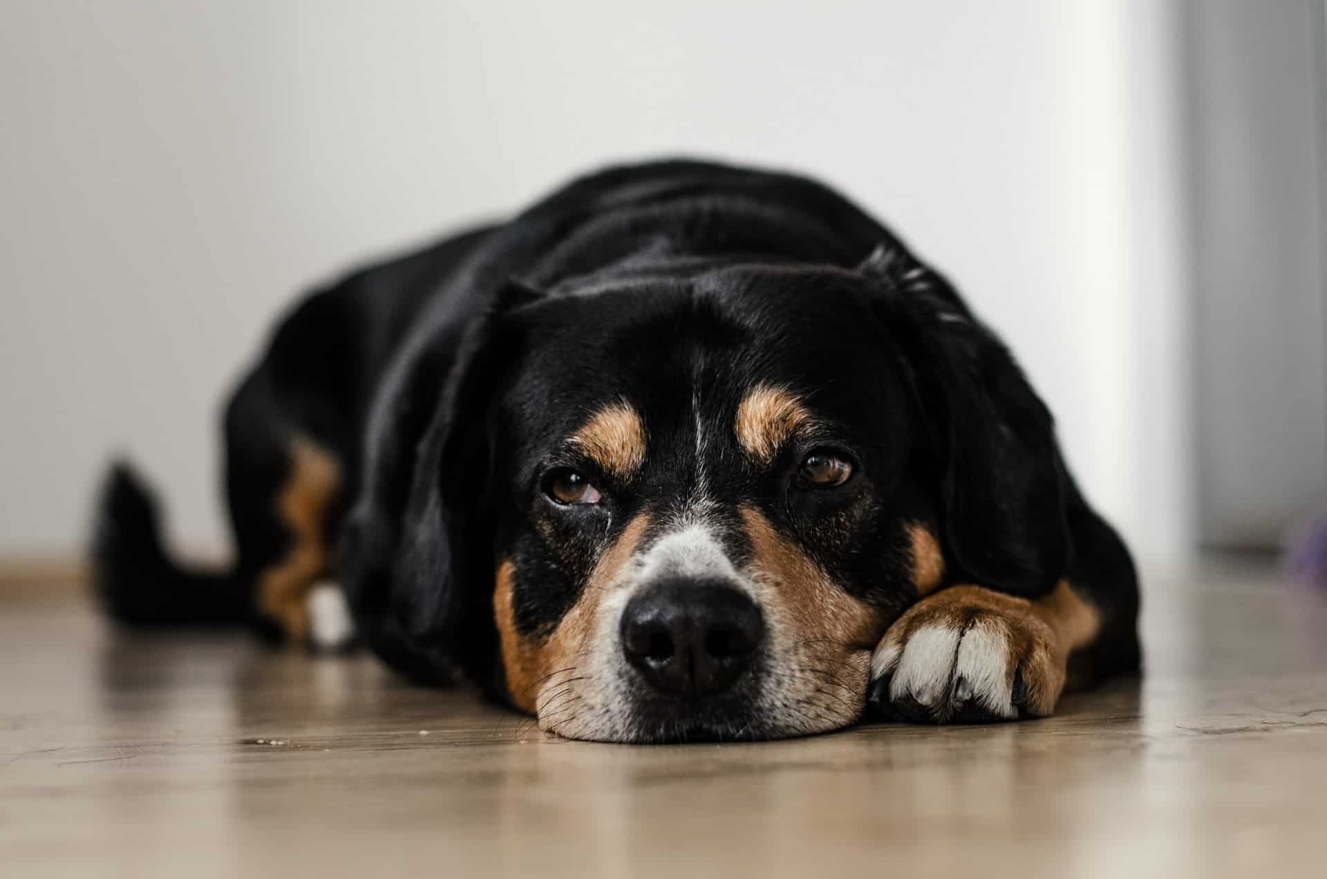 big dog laying on floor