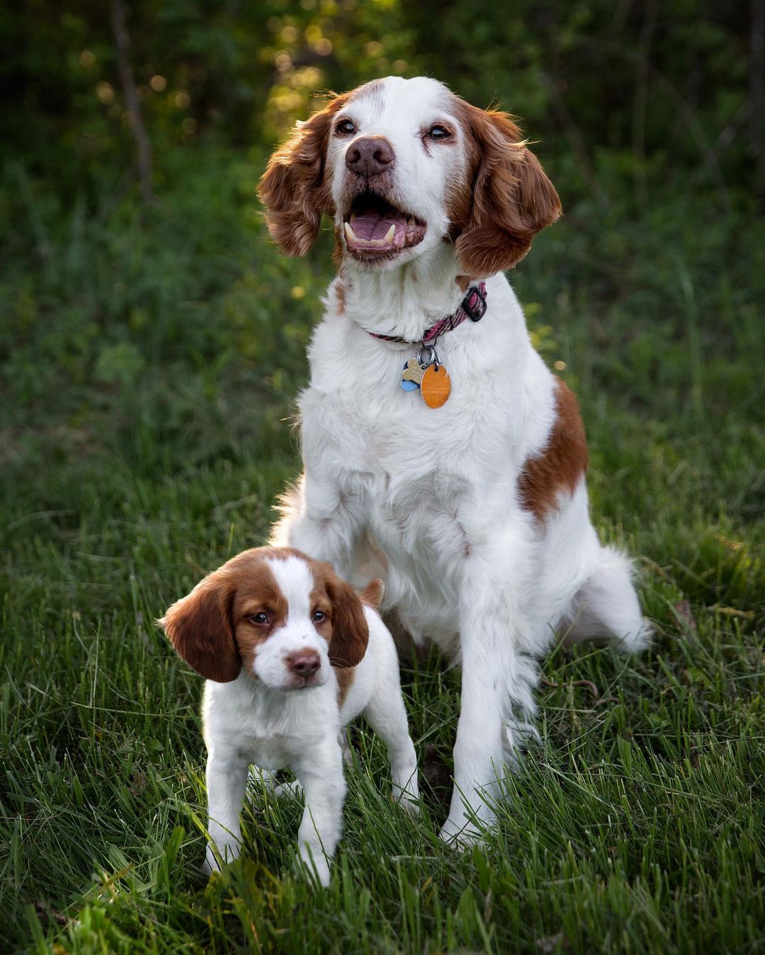 big dog posing with puppy