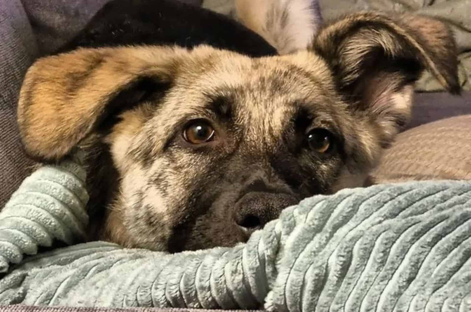 black and silver german shepherd lying on the couch