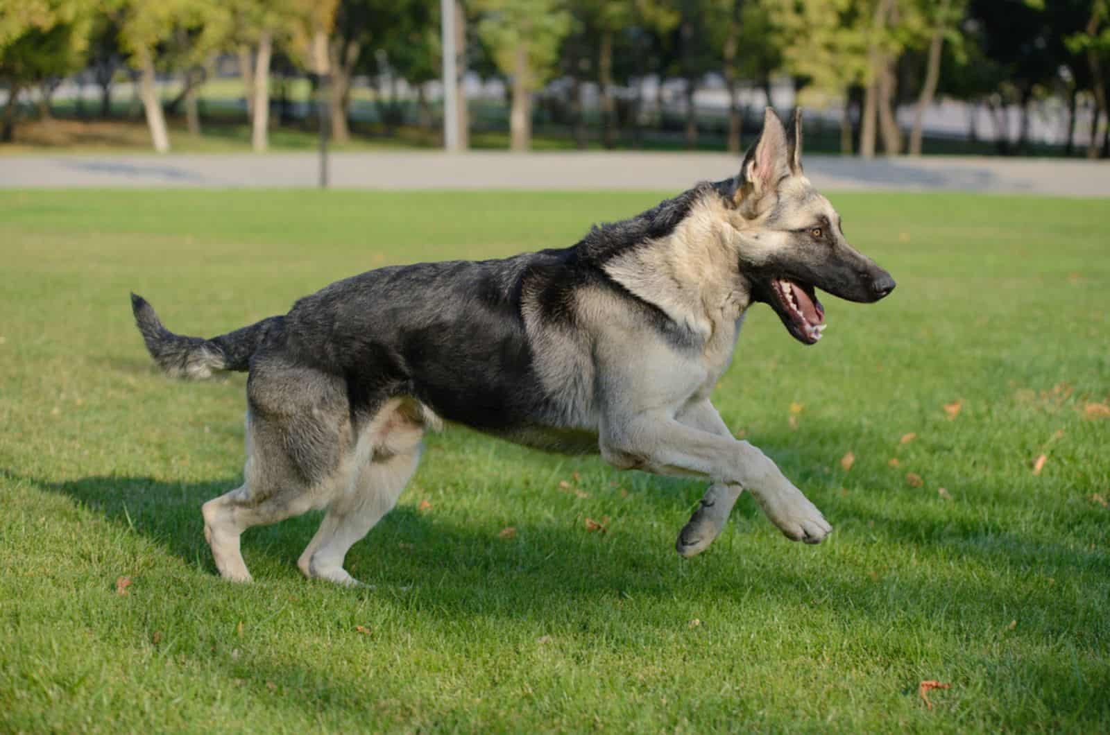 black and silver german shepherd running in the park