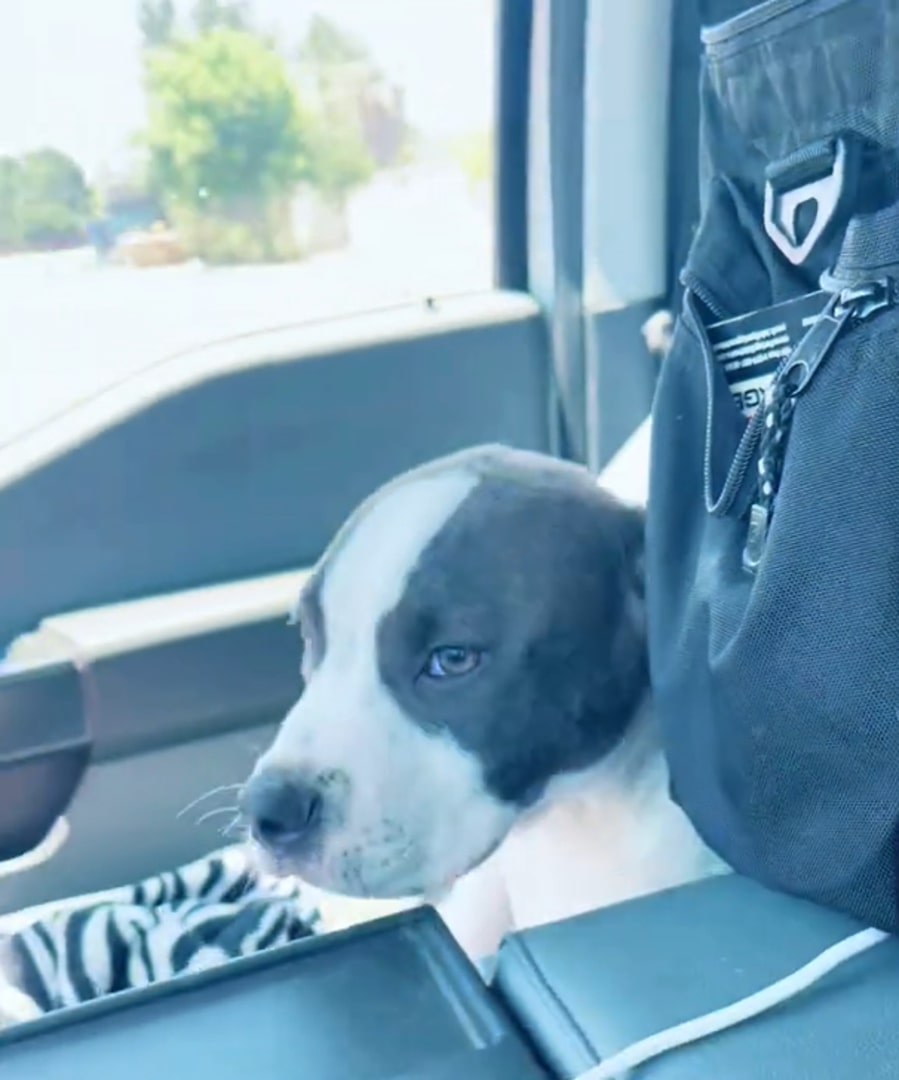 black and white dog in car