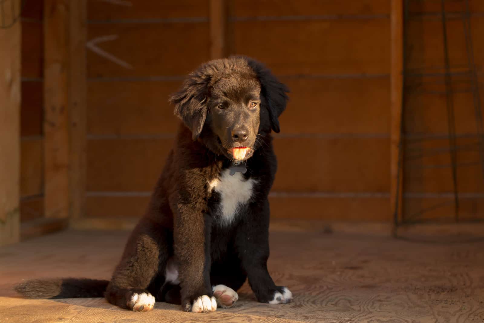 black and white Labernese puppy sitting in the sun