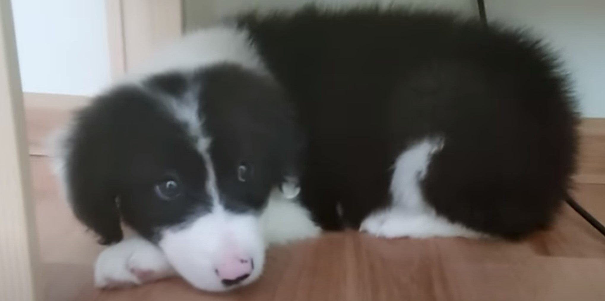 black and white puppy