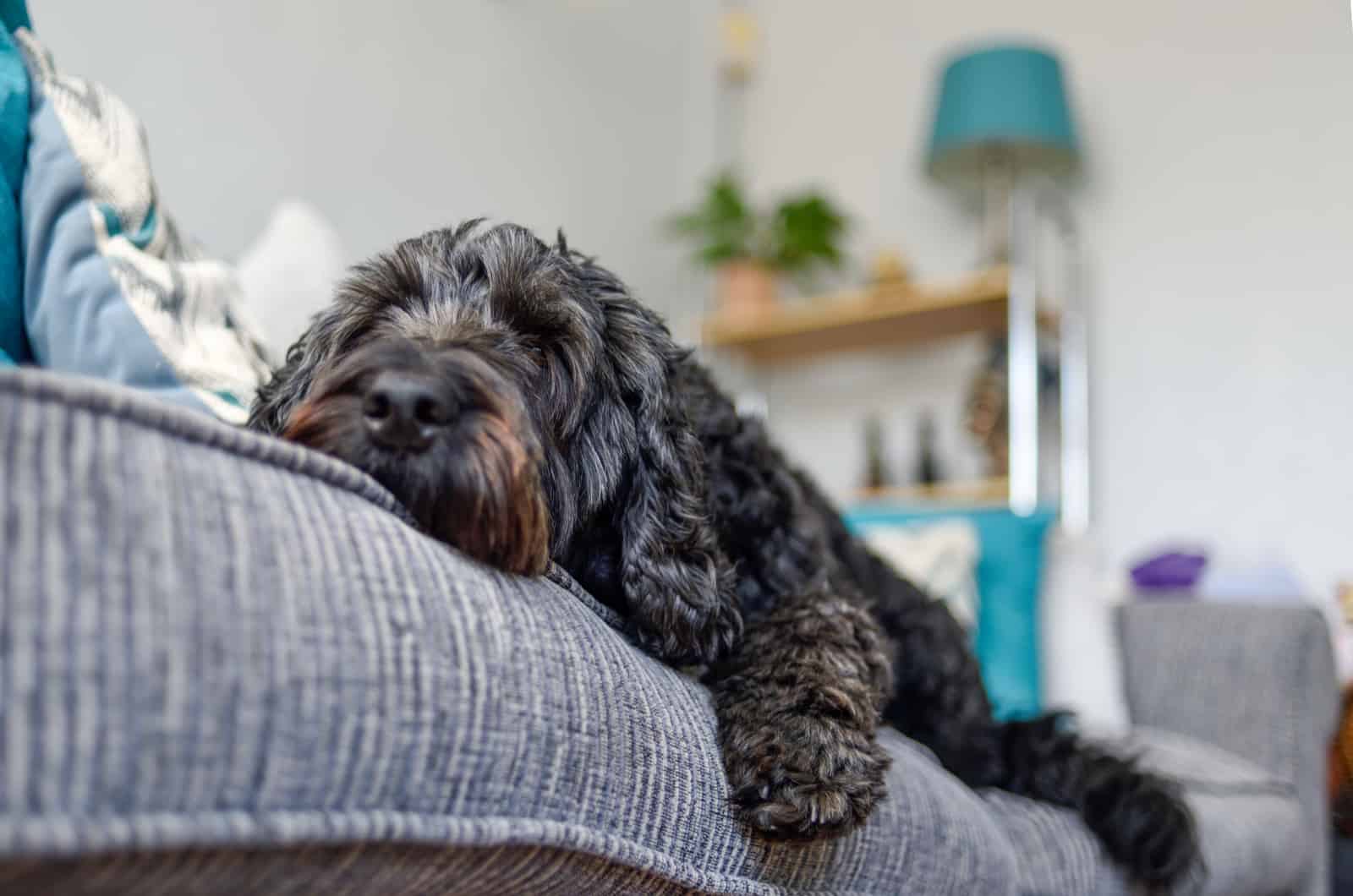 black cockapoo lying on sofa