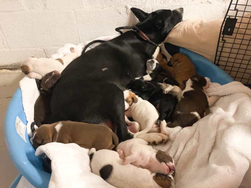 black dog and puppies lying in dog bed