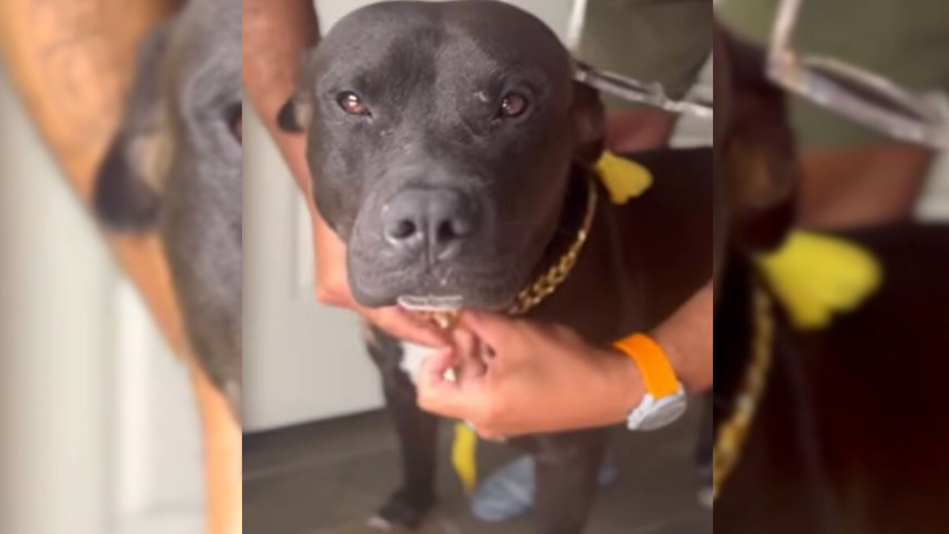 No One Wanted To Adopt This Black Dog Because Of His ‘Undesirable Color’