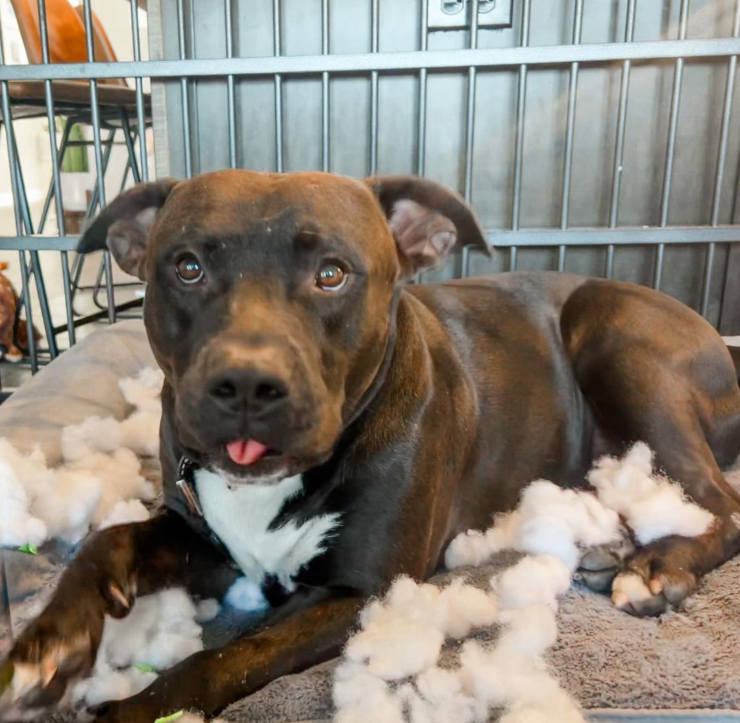 black dog laying in a cage