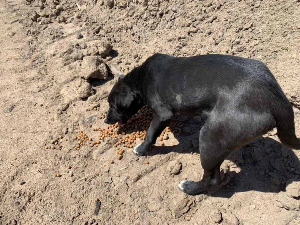 black dog on country road