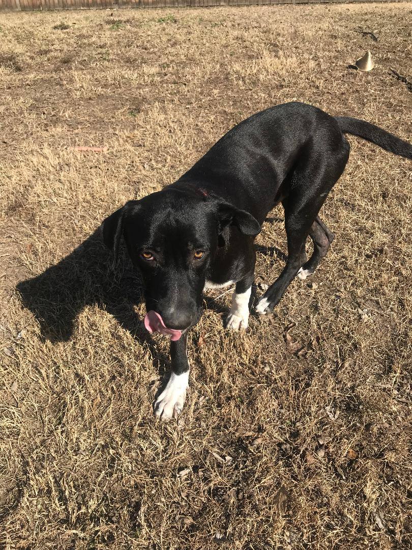 black dog outdoor standing