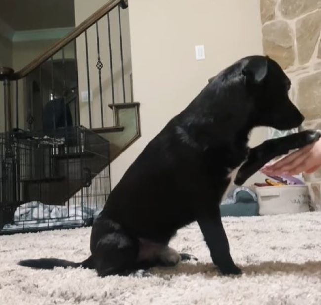 black dog playing with owner