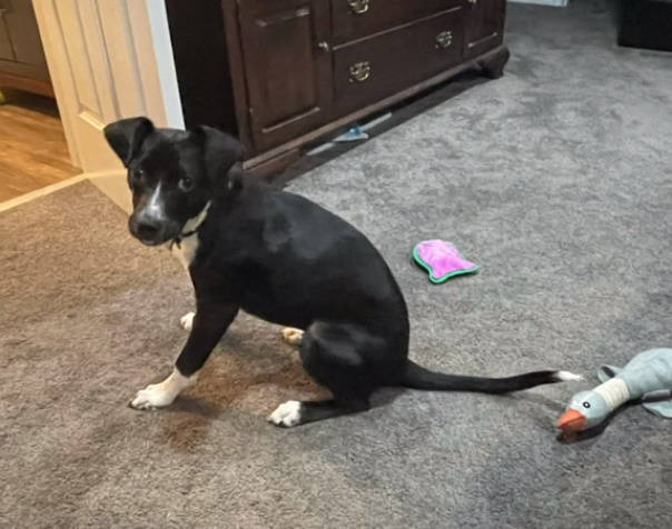 black dog sitting on the floor