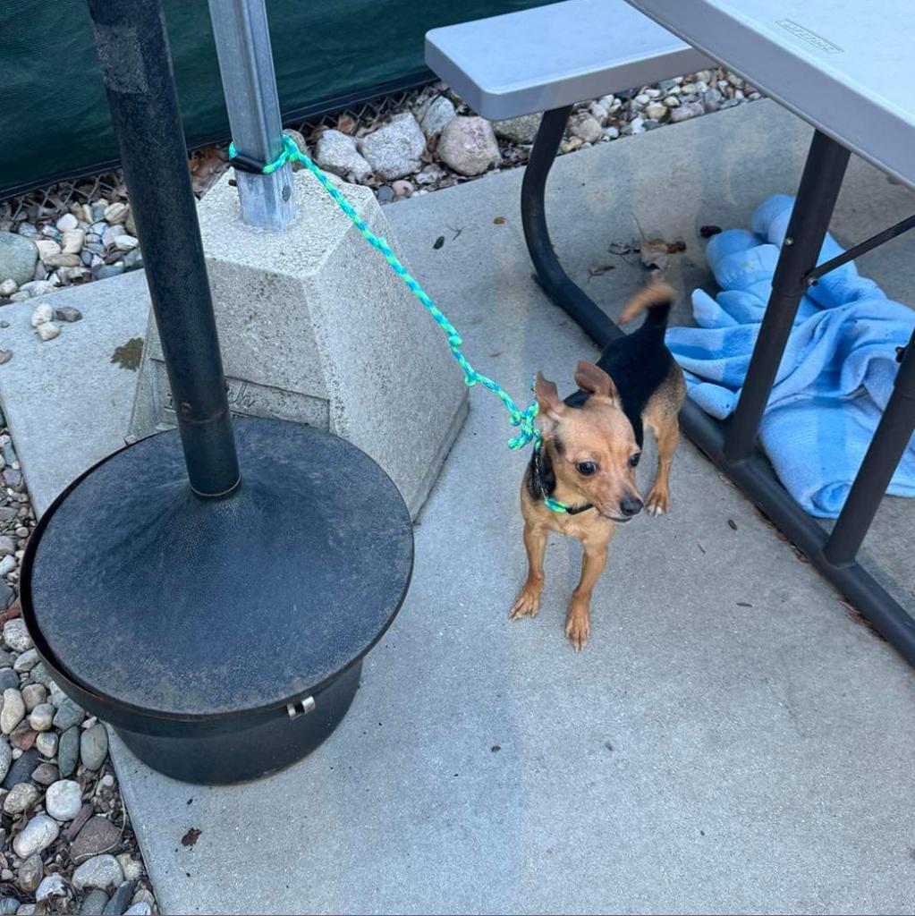 black and brown dog tied up