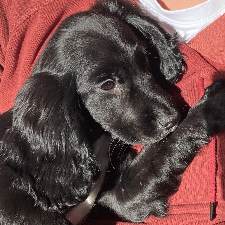 black dog with six legs laying down