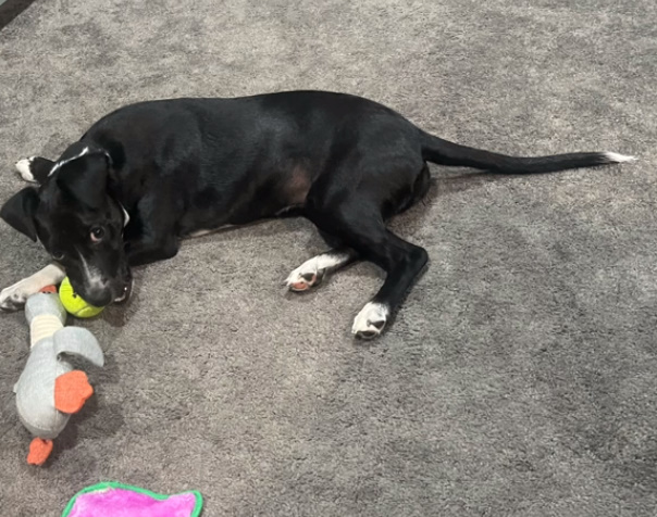 black dog with toys