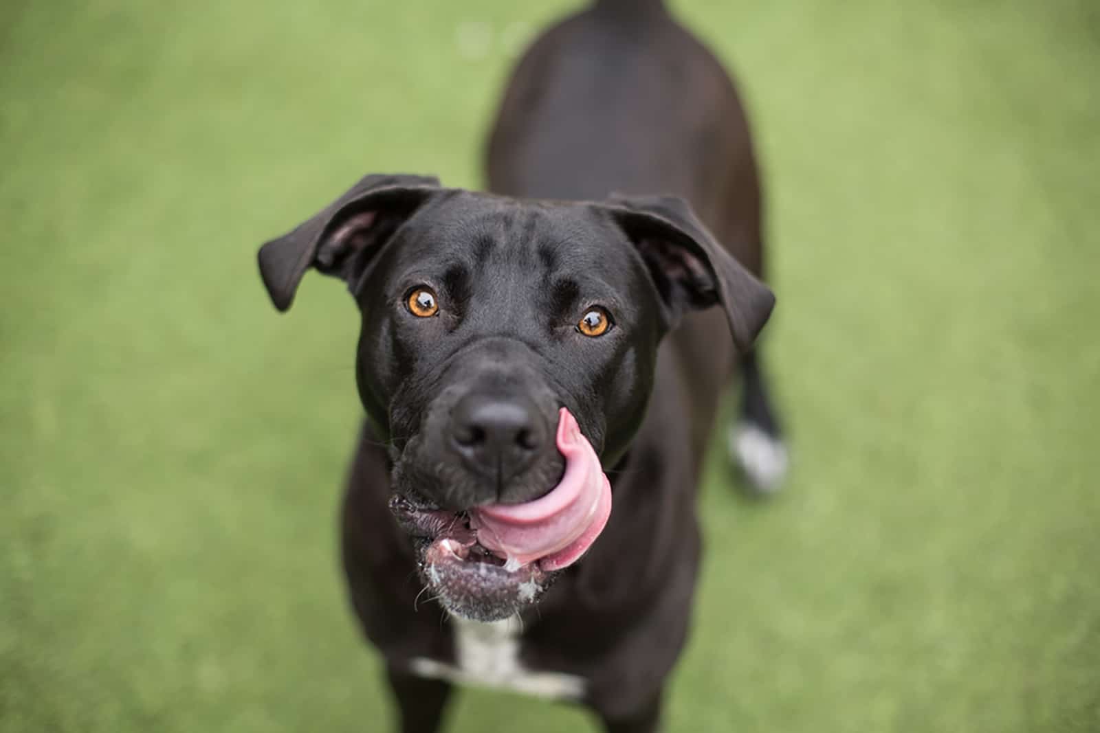 black lab dog licks lips