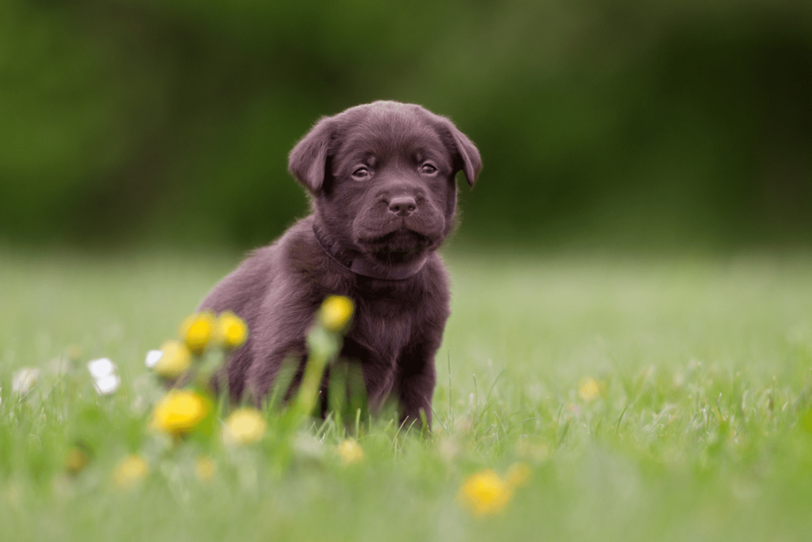 black labrador sitting in the grass