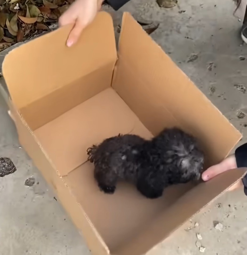 black puppy in a box