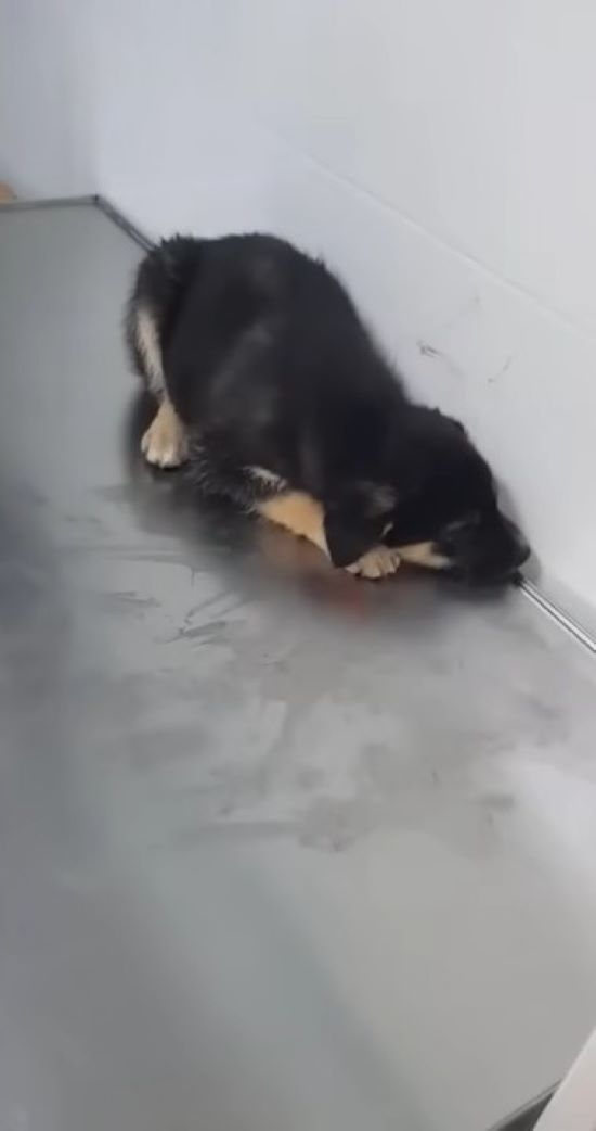 black puppy laying down