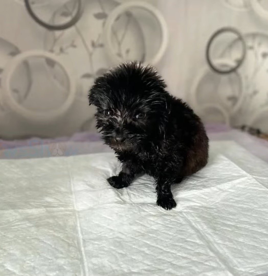 black puppy on bed