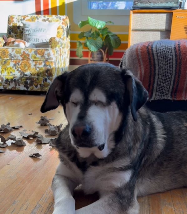 blind dog at home