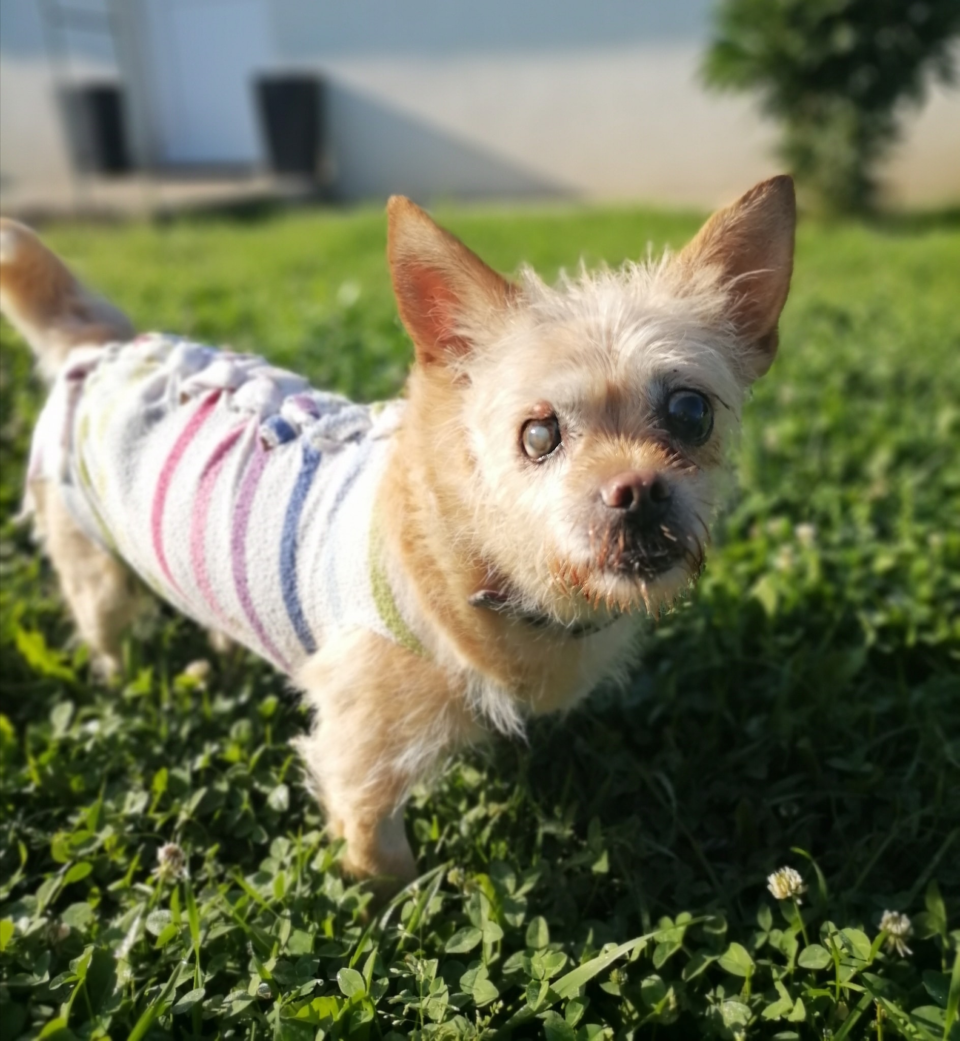 blind dog with clothes