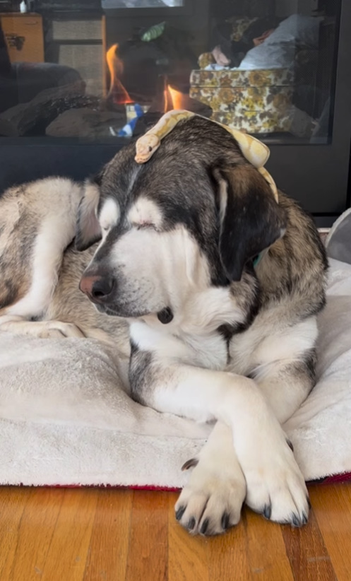 blind dog with snake