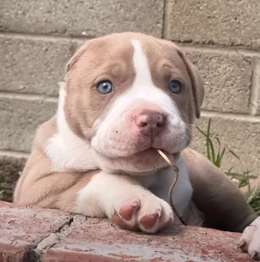 blue eyed puppy