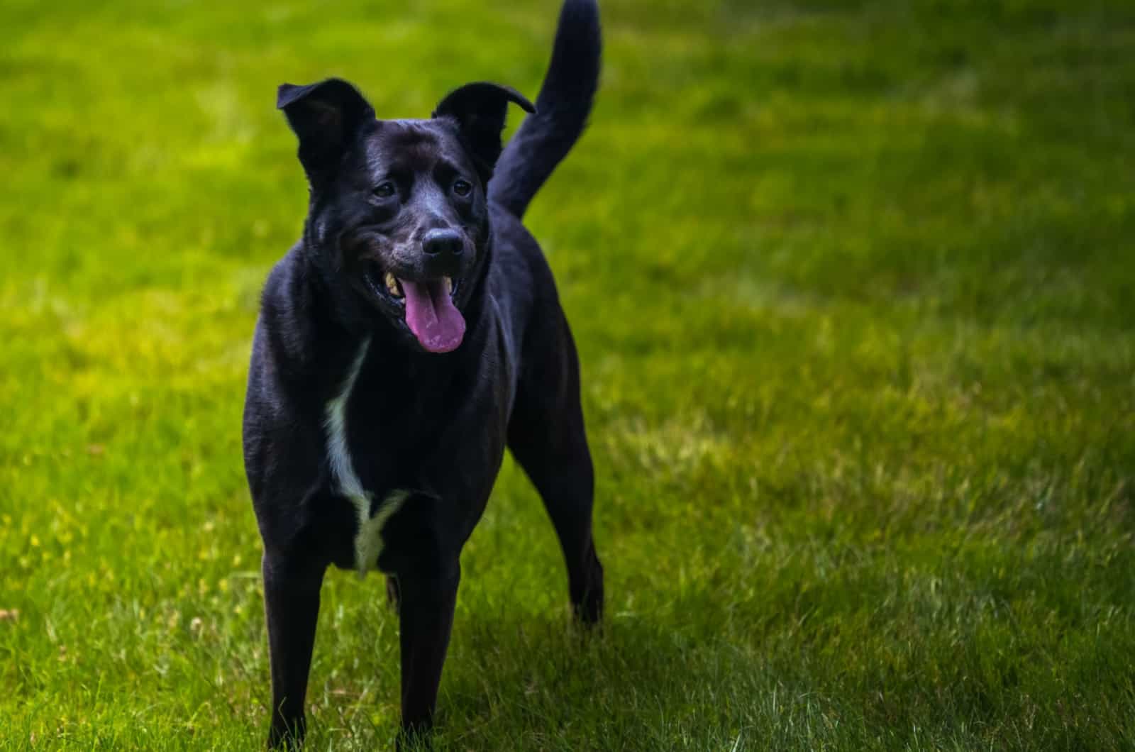 Blue Heeler Mixes: 30 Adorable Pups You Need To See