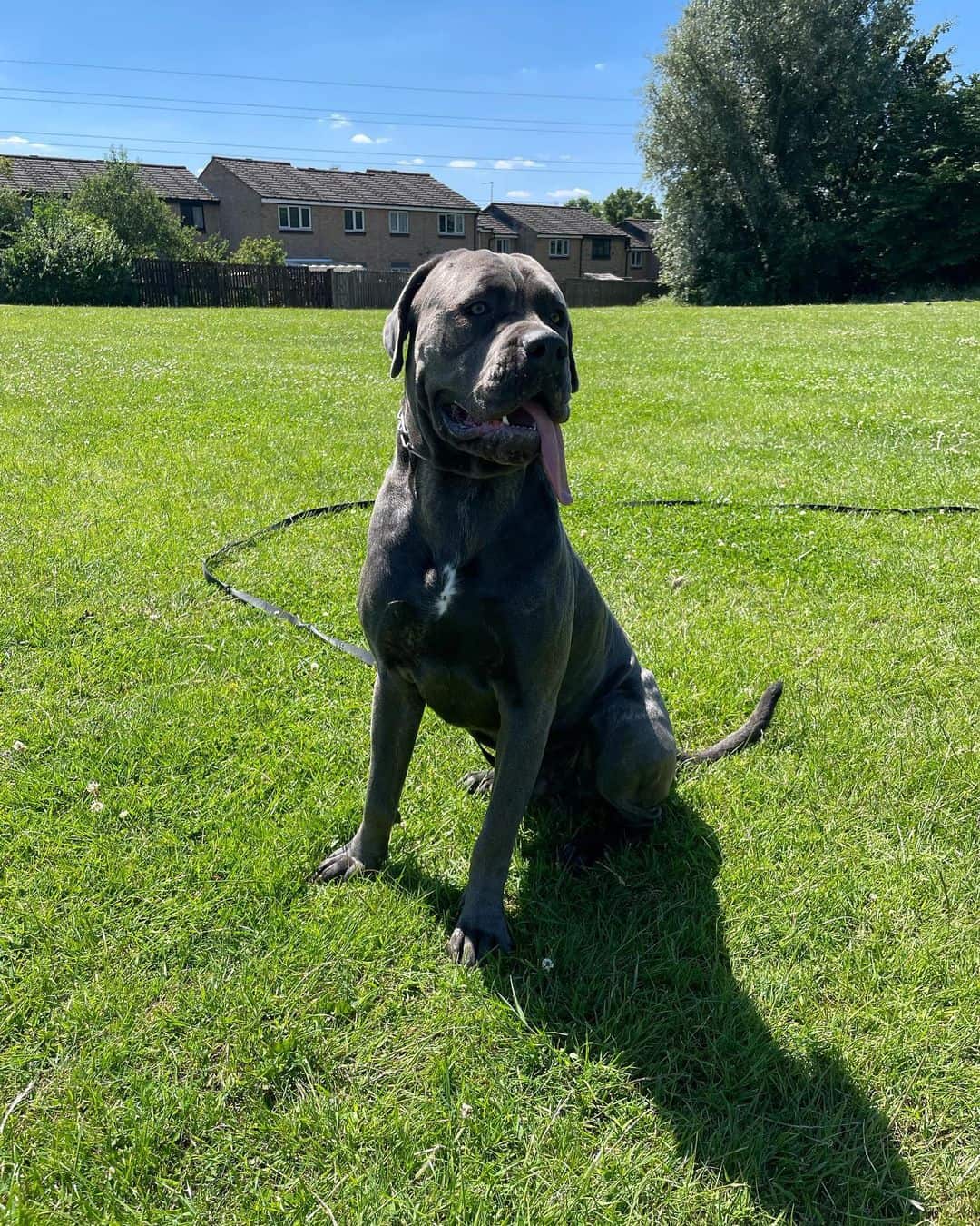 Blue Mastiff