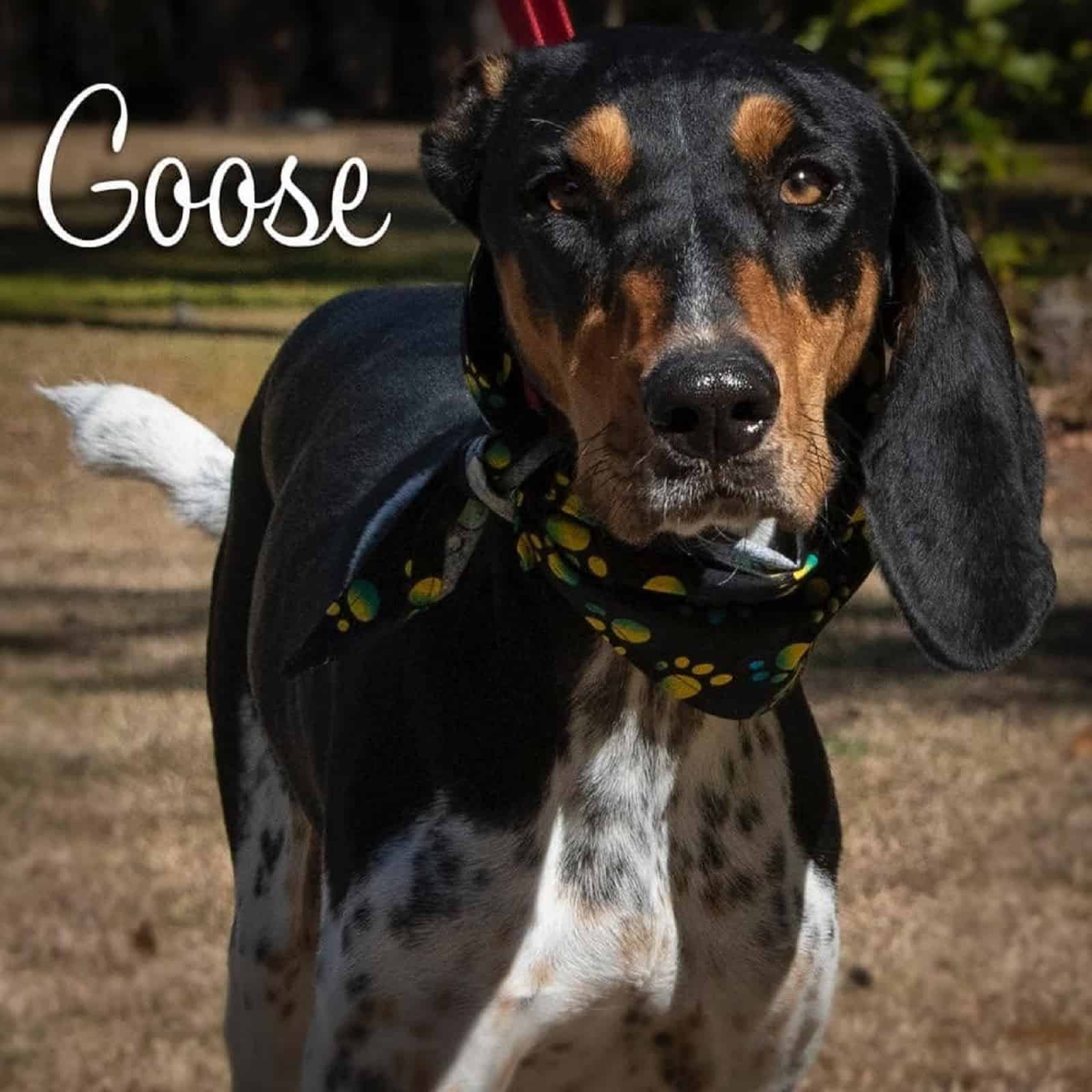 blue tick hound dog looking into camera