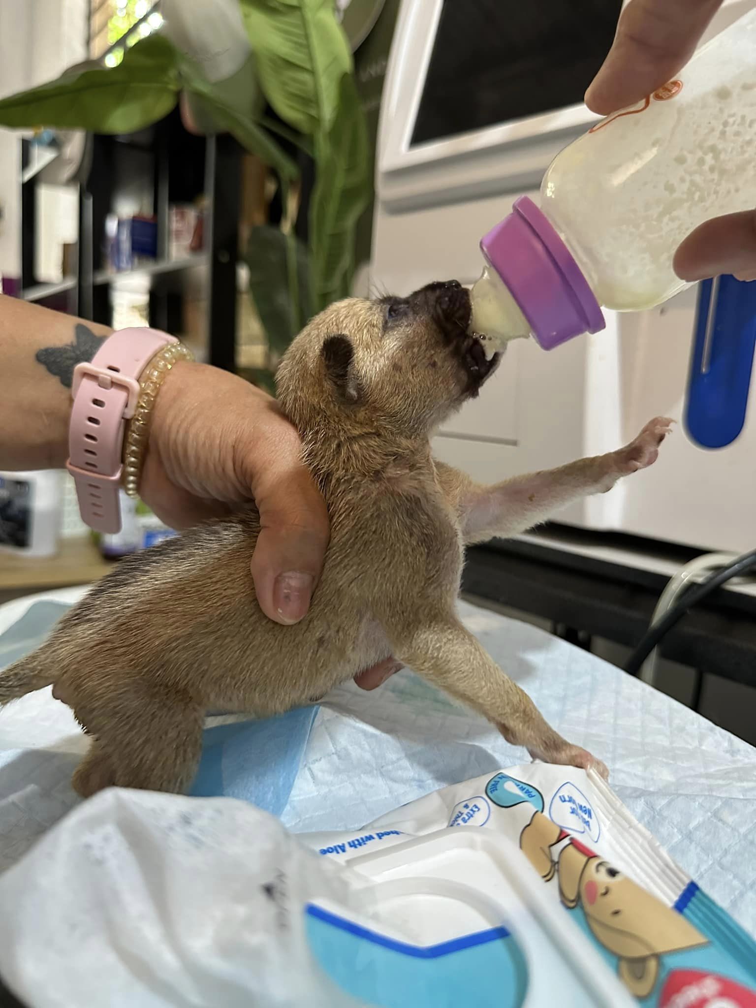 bottle feeding a puppy