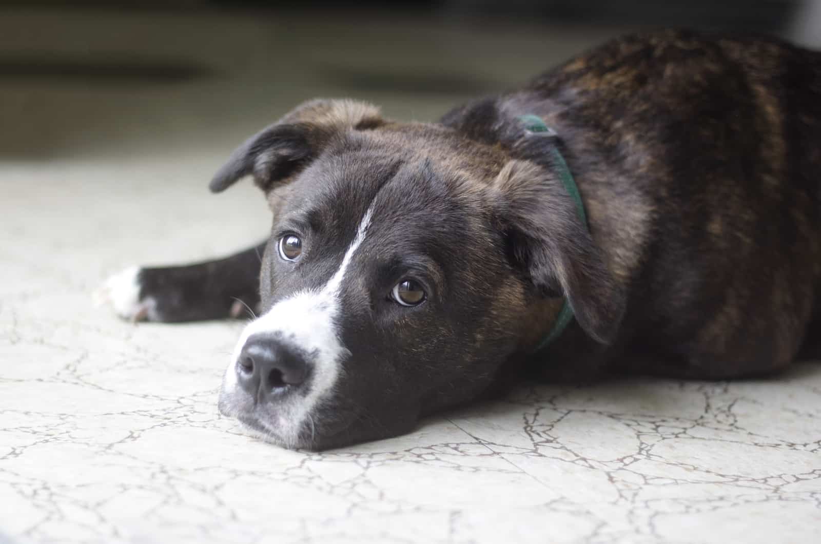 boxador puppy laying