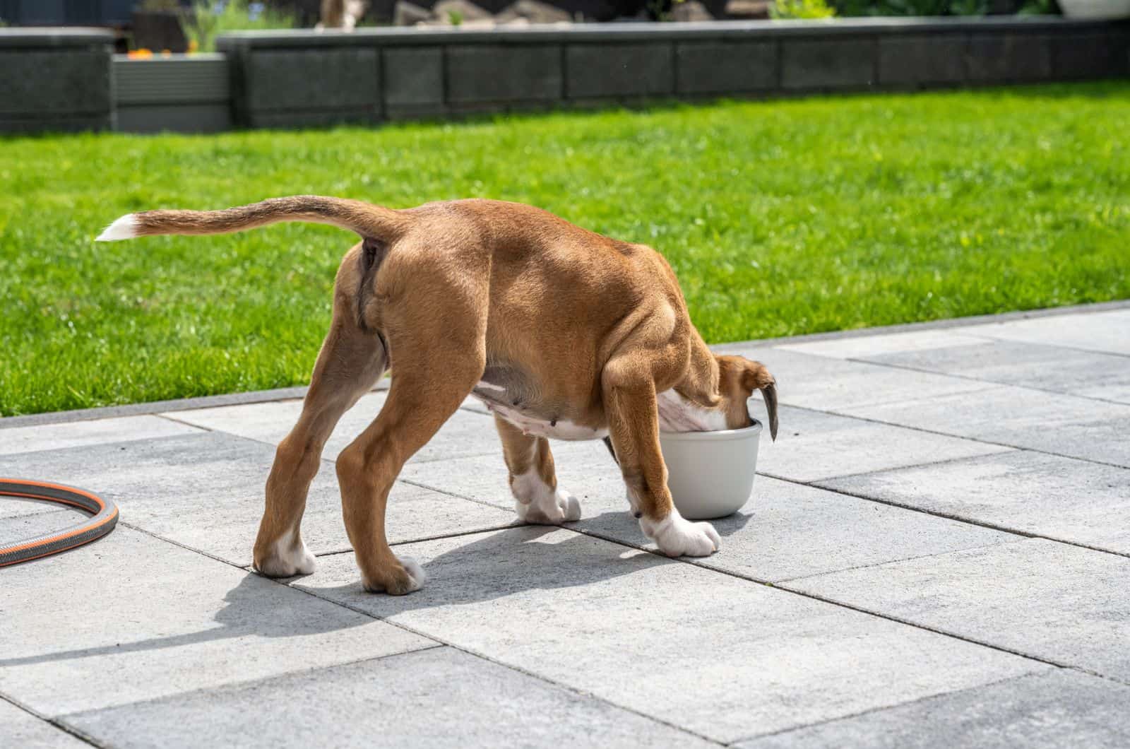 Boxer eating outside