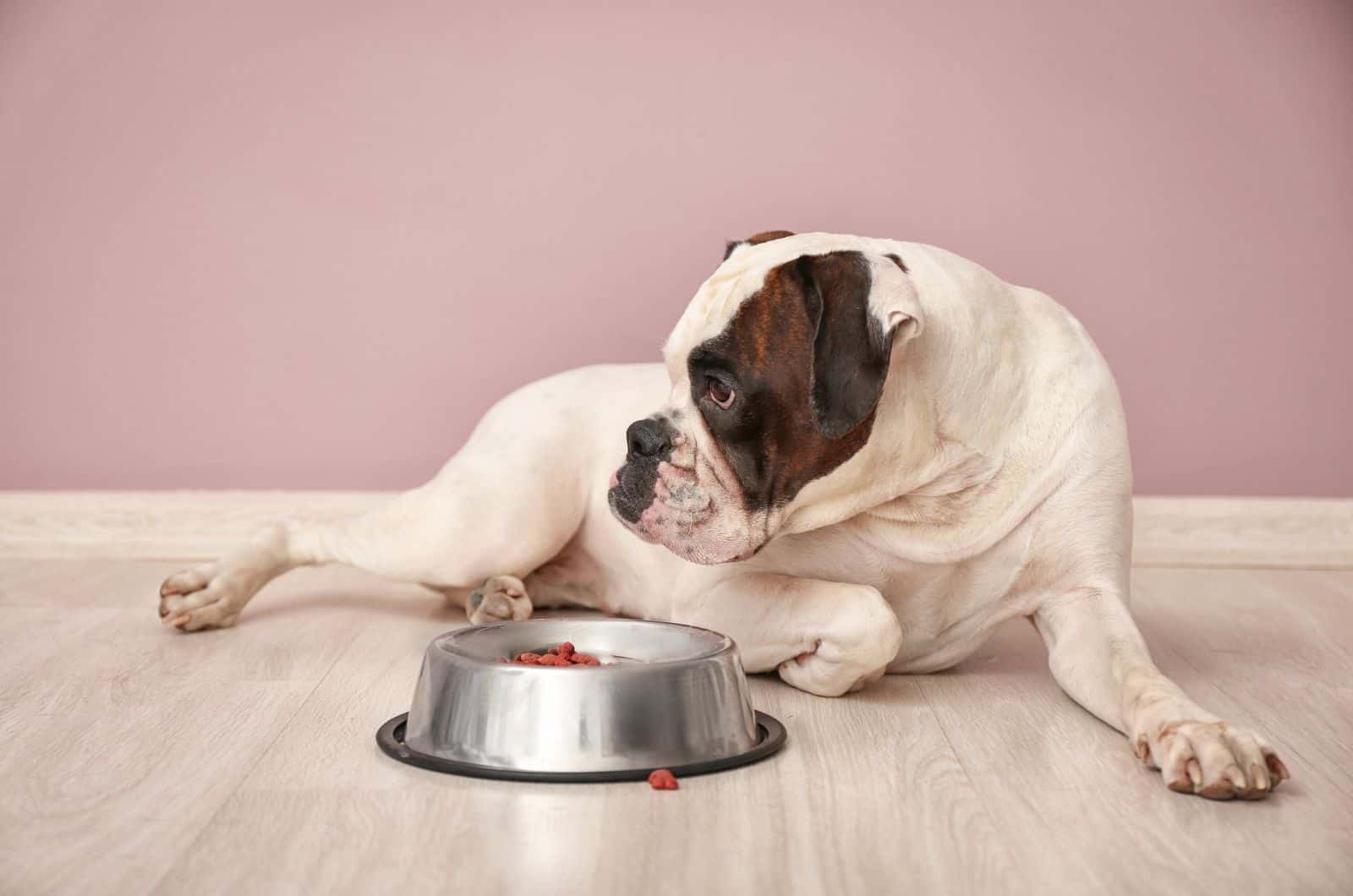 Boxer looking away from his food