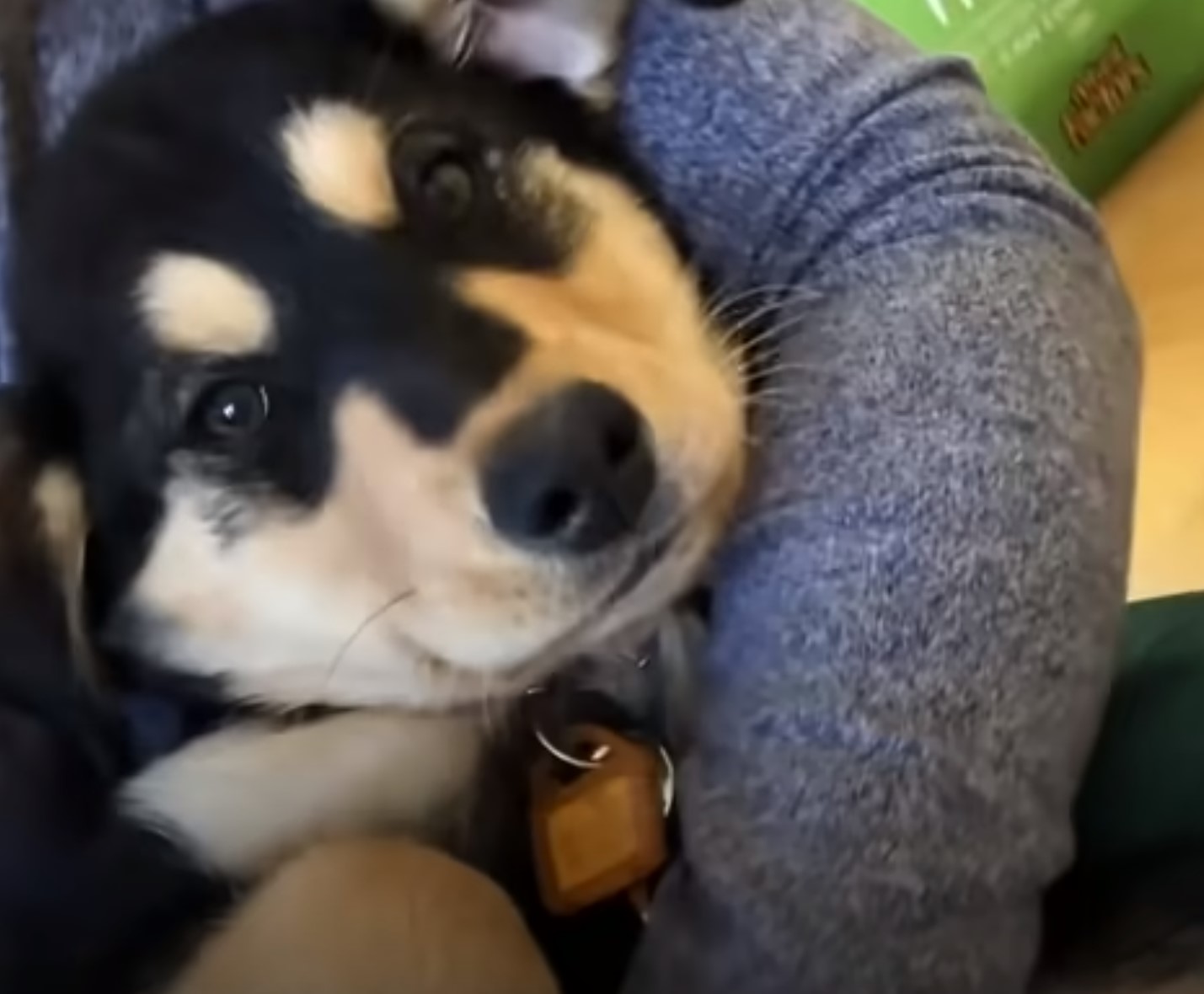 boy hugging the dog