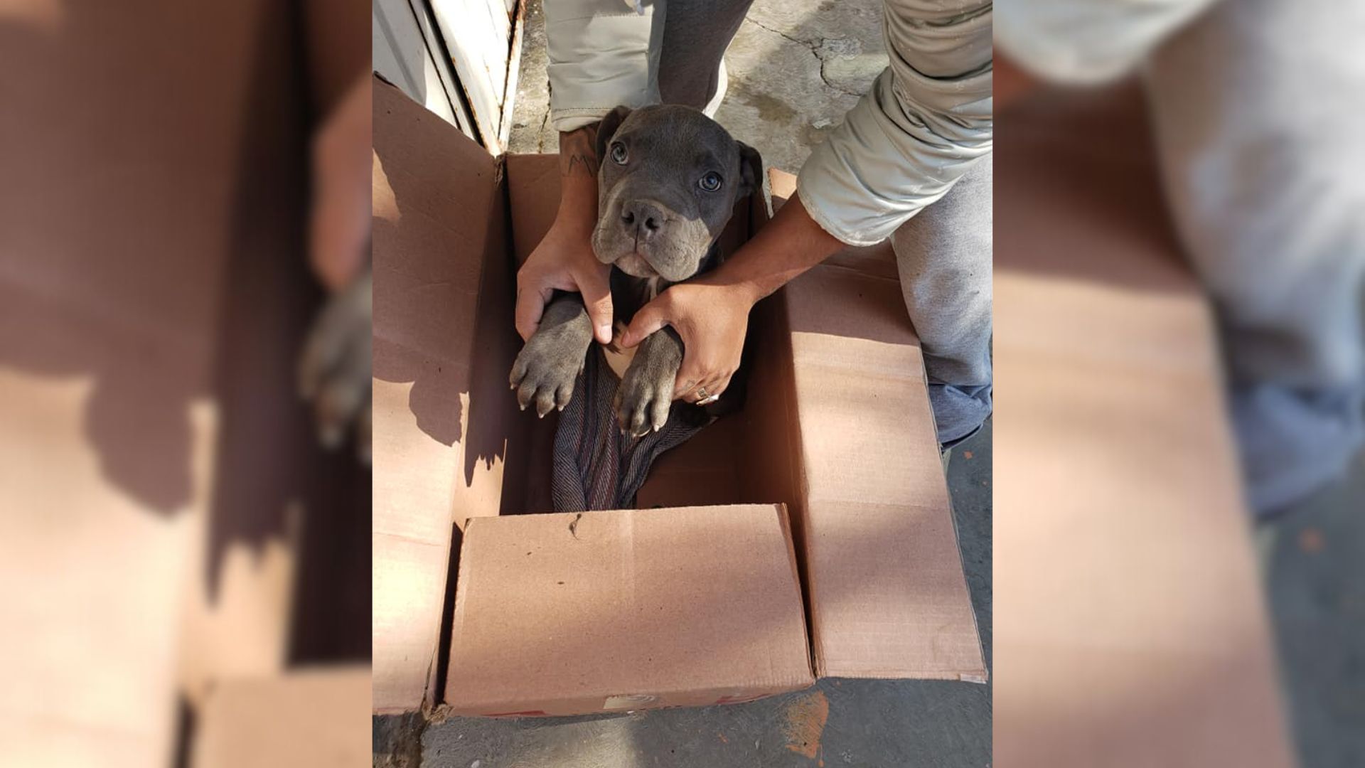 Rescuers Were Shocked To Find This Pup Outside Of The Shelter With A Heartbreaking Note