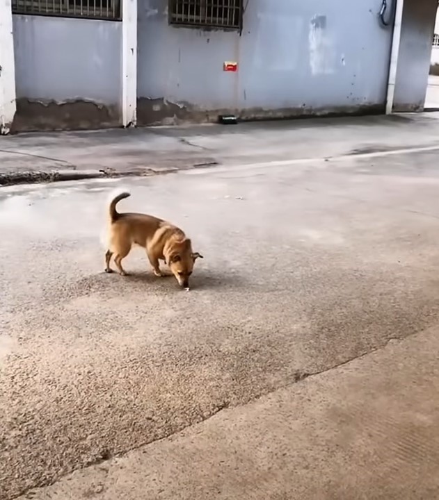 brown dog standing on the road