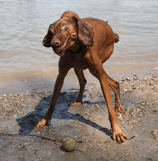 brown dog