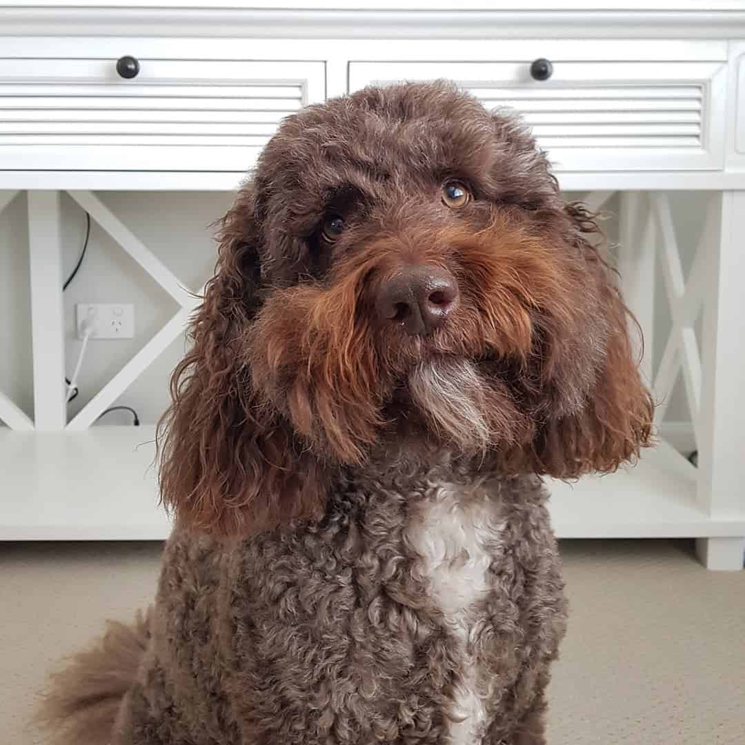 brown goldendoodle