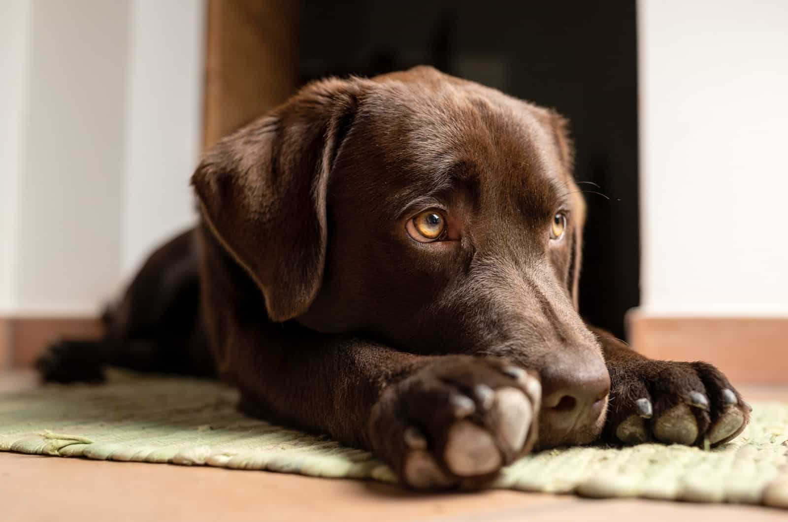 brown Labrador lying on the floor