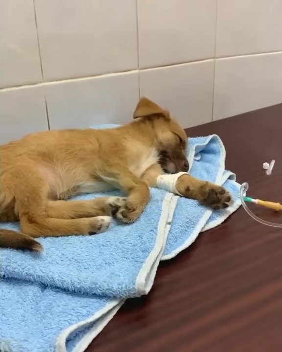 brown puppy sleeping