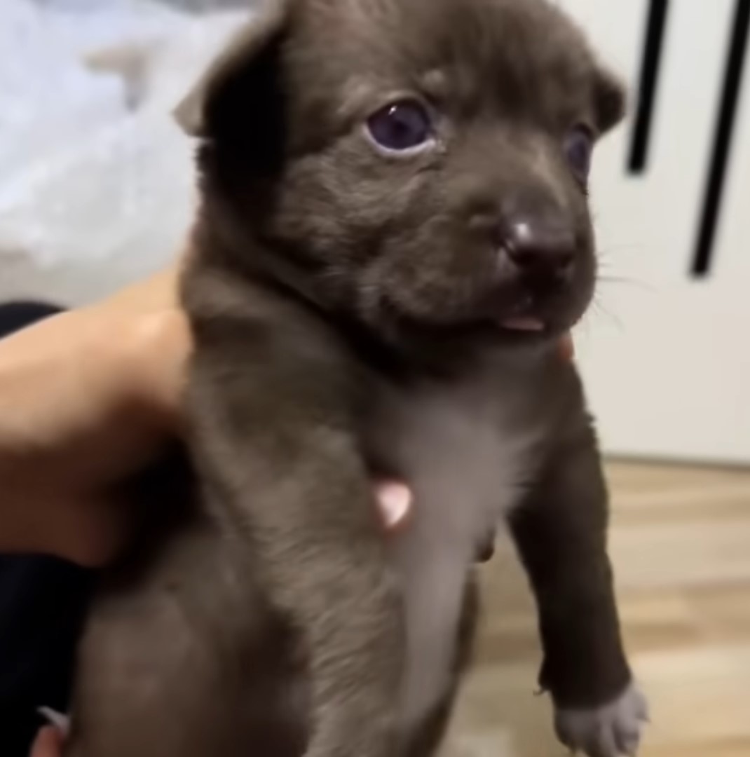 brown puppy