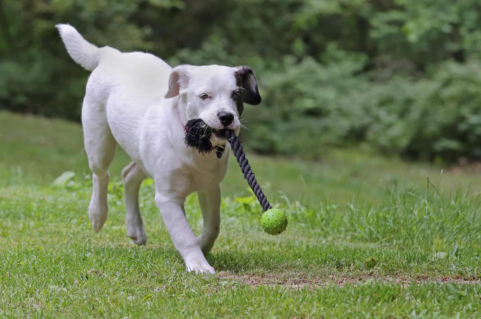 bullador running outside playing with a dog toy