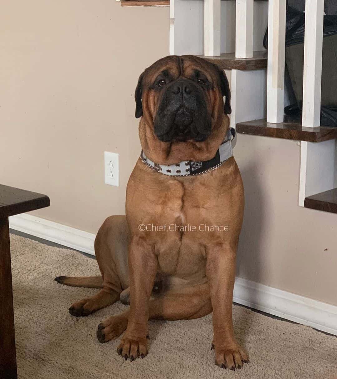 Bullmastiff dog in the house