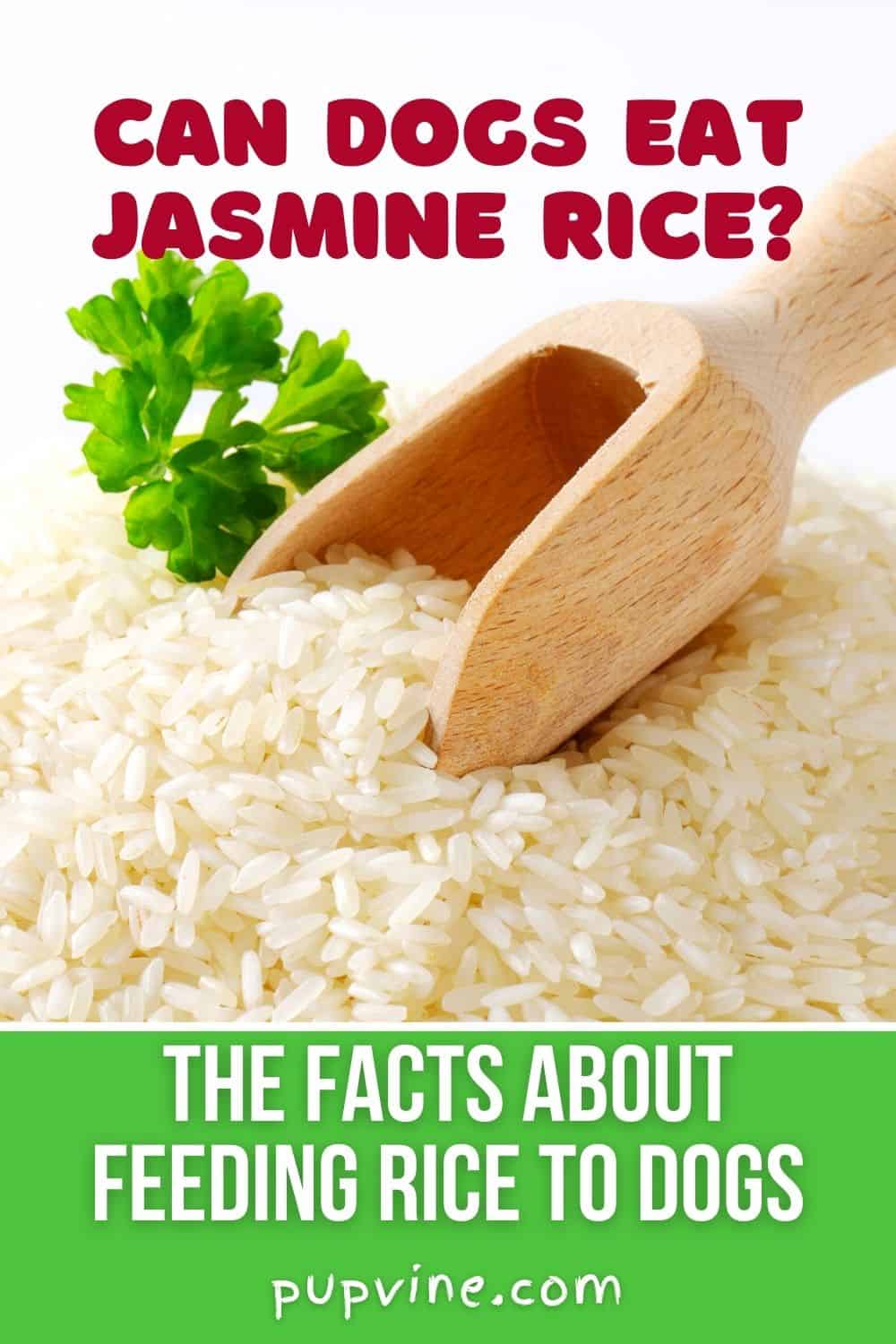 Can Dogs Eat Jasmine Rice_ The Facts About Feeding Rice To Dogs